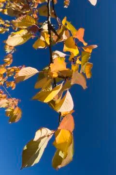 Autumn leafs Stock Photos