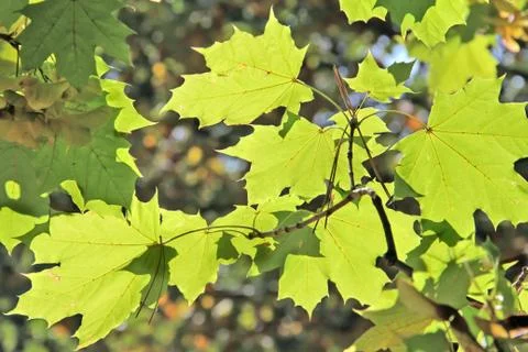 Autumn leafs Stock Photos