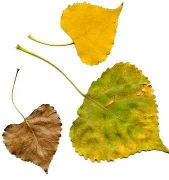 Autumn leafs Stock Photos