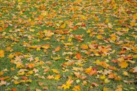Autumn leafs Stock Photos