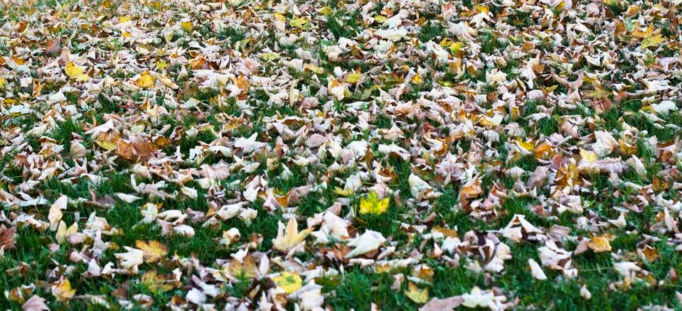 Autumn leafs Stock Photos