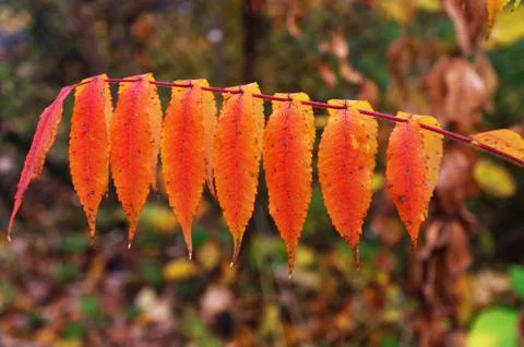 Autumn leafs Stock Photos