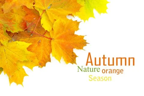 Autumn leafs Foto stock