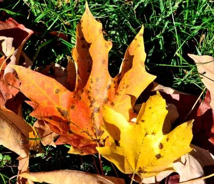 Autumn leafs Stock Photos