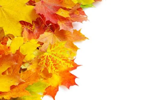 Autumn leafs Stock Photos