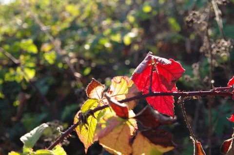Autumn leafs Stock Photos