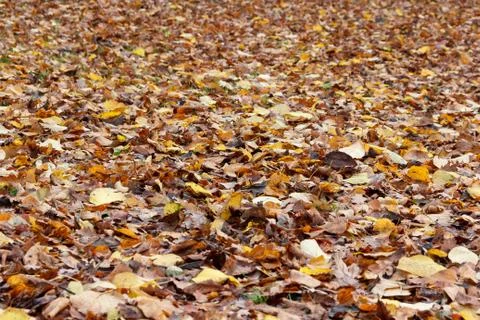 Autumn leafs Stock Photos