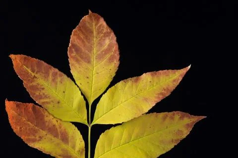 Autumn leafs Stock Photos