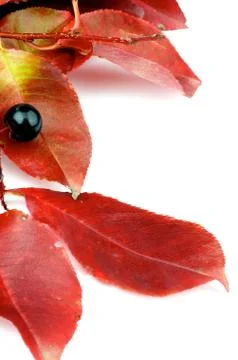 Autumn Leafs Stock Photos