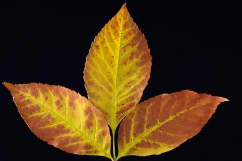 Autumn leafs Stock Photos