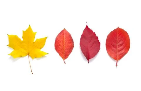 Autumn leafs Stock Photos