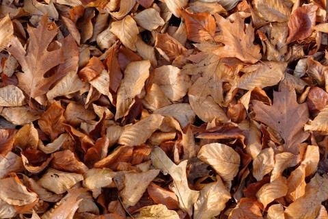 Autumn leafs Stock Photos