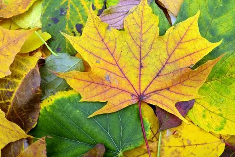Autumn leafs Stock Photos