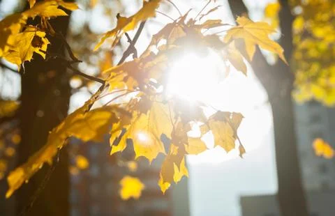 Autumn leafs Stock Photos