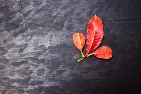 Autumn Leafs Stock Photos
