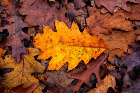 Autumn leafs Fotos Stock