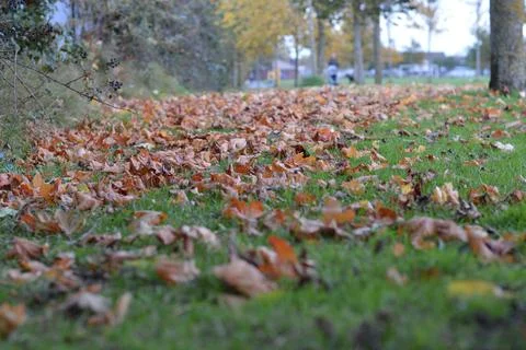 Autumn leafs Stock-Fotos