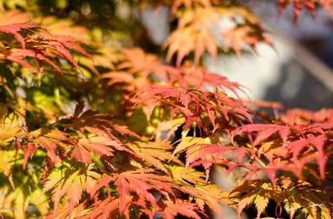 Autumn leafs Stock Photos