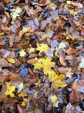 Autumn leafs Stock Photos