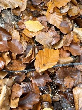 Autumn leafs Stock Photos