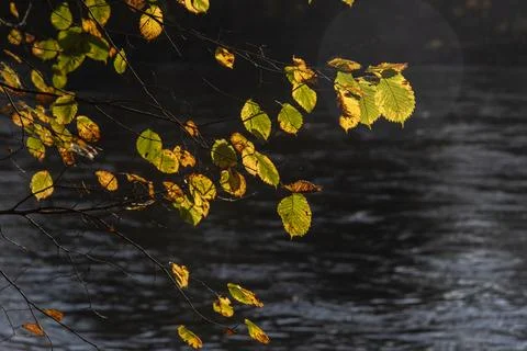 Autumn leafs Stock Photos