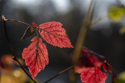 Autumn leafs Stock Photos