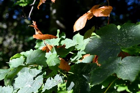 Autumn leafs 库存照片