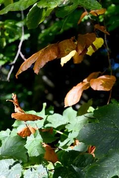 Autumn leafs Stock-Fotos