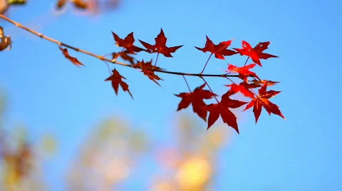 Autumn leafs. Place for Copyspace Stock Footage 543124