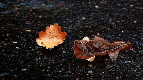 Autumn leafs Rain drops Asphalt footage hd Stock Footage 94522892
