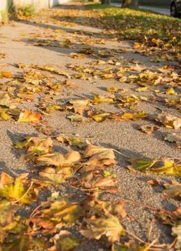 Autumn leafs on sidewalk Stock Photos