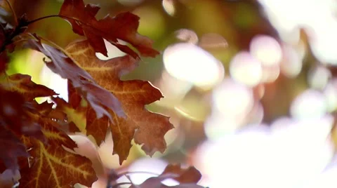 Autumn leafs in the sparkling sunlight. Stock Footage 8769734