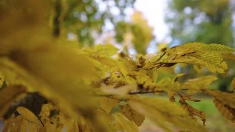 Autumn leafs on the tree Stock Footage 196414081