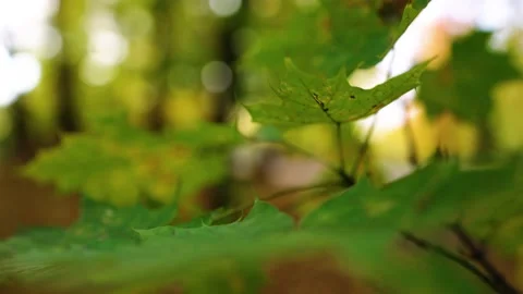 Autumn leafs on the tree Stock Footage 196414140