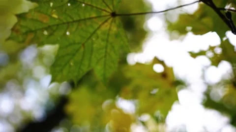 Autumn leafs on the tree Stock Footage 196414193