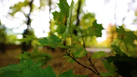 Autumn leafs on the tree Stock Footage 196414298