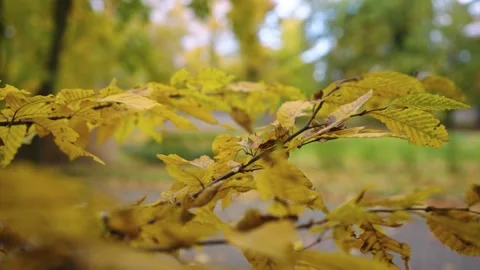 Autumn leafs on the tree Stock Footage 196414355