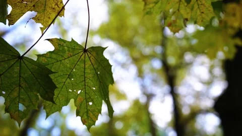 Autumn leafs on the tree Stock Footage 196414418