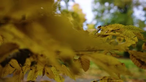 Autumn leafs on the tree Stock Footage 196414483