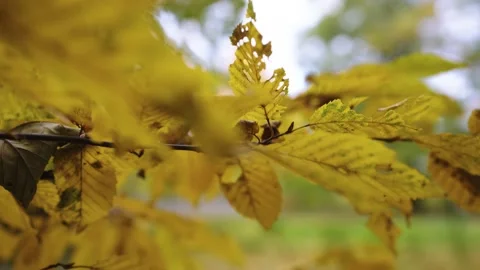 Autumn leafs on the tree Stock Footage 196414548