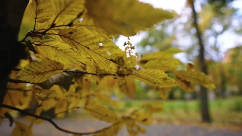 Autumn leafs on the tree Stock Footage 196414619