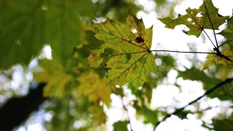 Autumn leafs on the tree Stock Footage 196414685