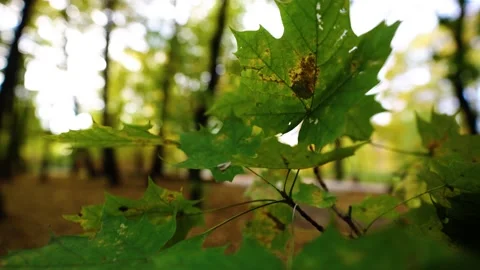Autumn leafs on the tree Stock Footage 196414758