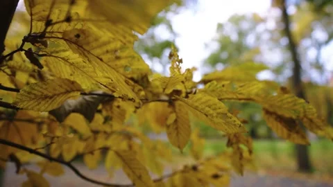 Autumn leafs on the tree Stock Footage 196414893
