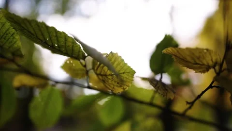 Autumn leafs on the tree Stock Footage 196420158