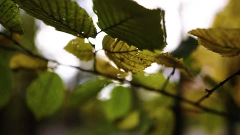 Autumn leafs on the tree Stock Footage 196420240
