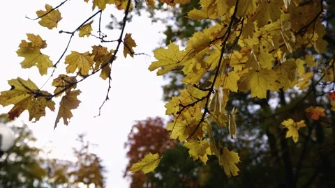 Autumn leafs on the tree Stock Footage 196420650