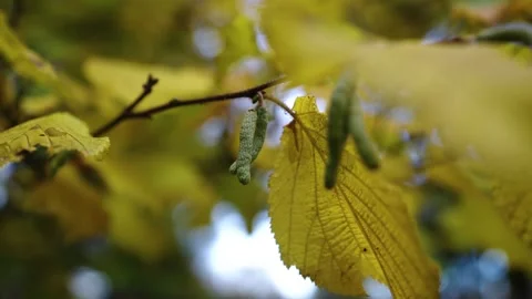 Autumn leafs on the tree Stock Footage 196420699