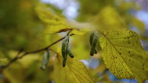 Autumn leafs on the tree Stock Footage 196420833