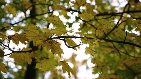 Autumn leafs on the tree Stock Footage 196421093